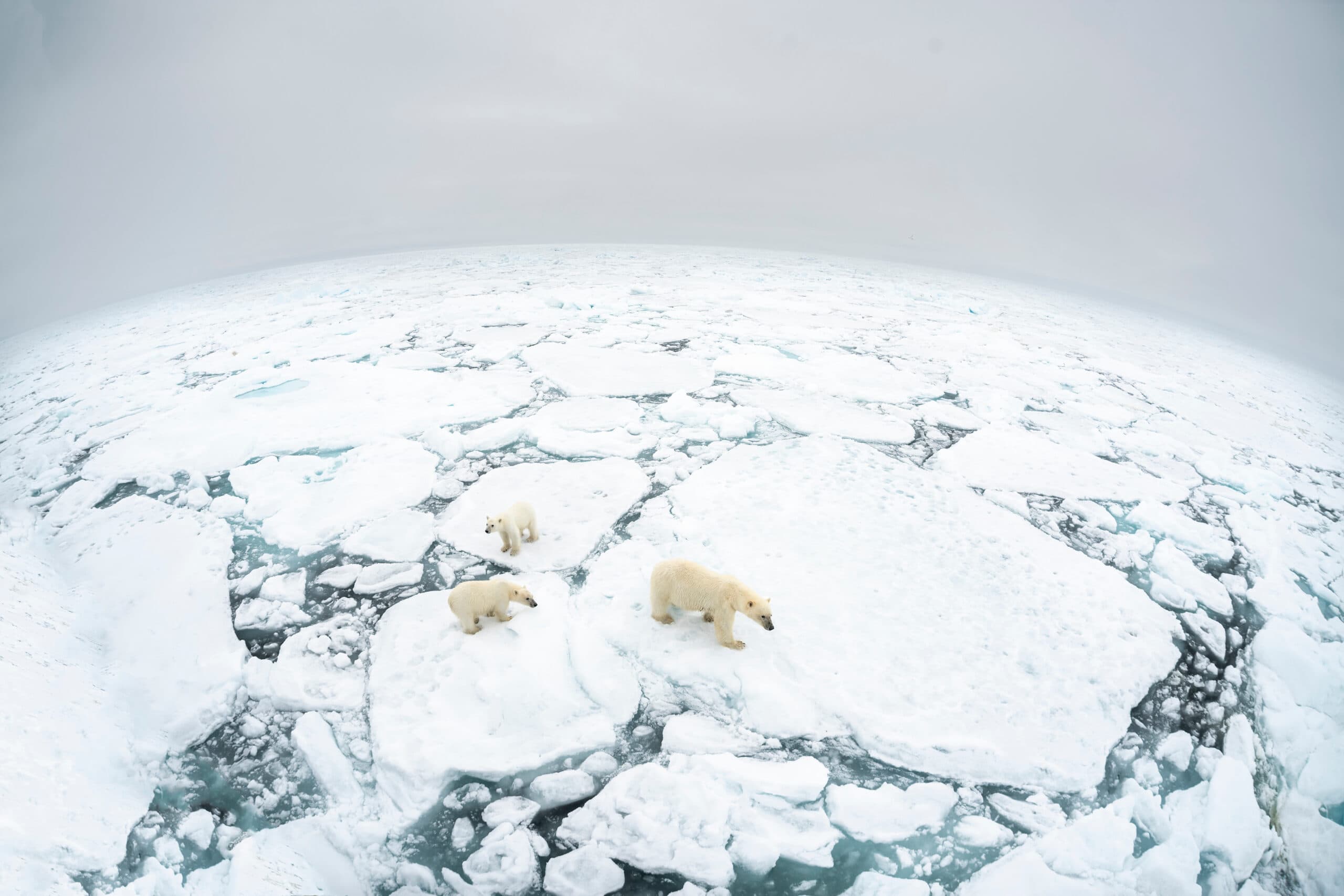 Polar bear mother and two cubs standing on fractured ice floe