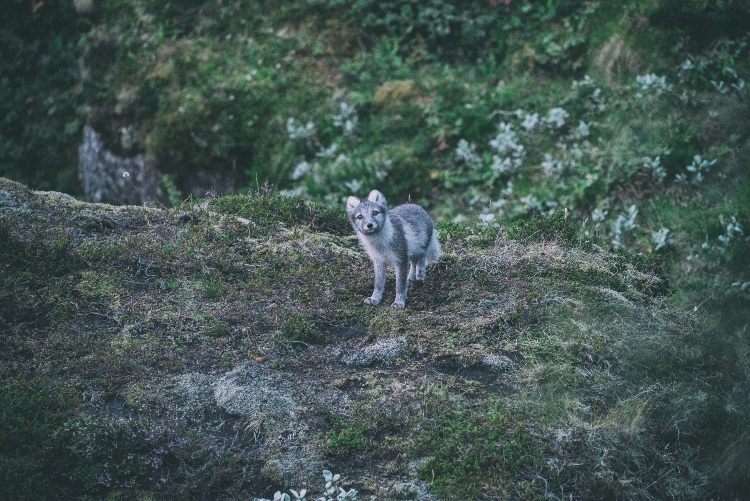 Brown and grey Arctic fox in a green landscape.