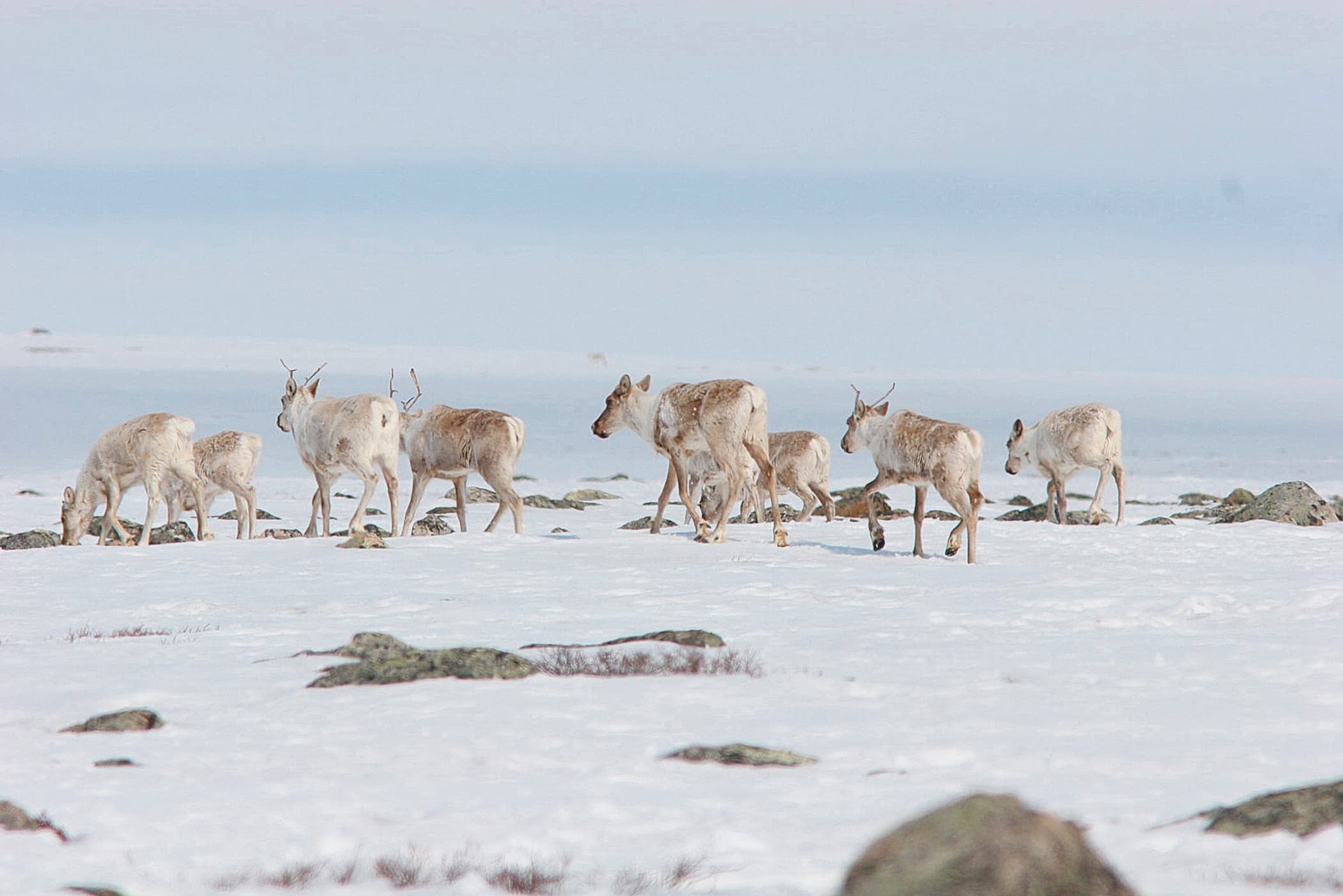 A herd of barren-ground caribou walking away on snow covered ground.