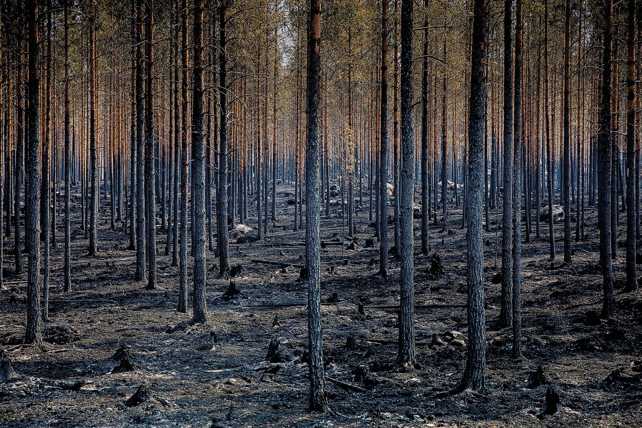 A burnt forest in Kårböle, Sweden. The ground is is blackened and there's no green in sight.