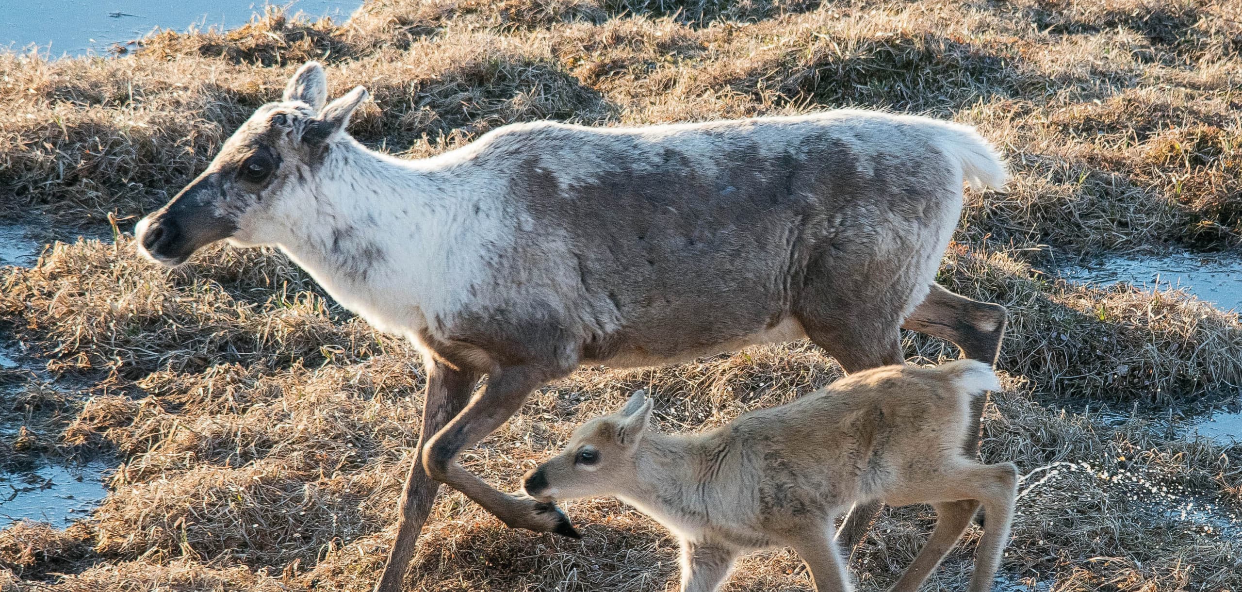 Caribou cow and calf