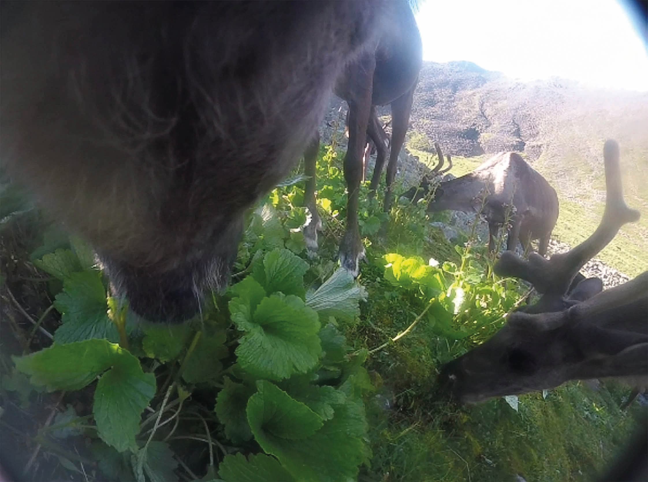 Caribou eating bearflower