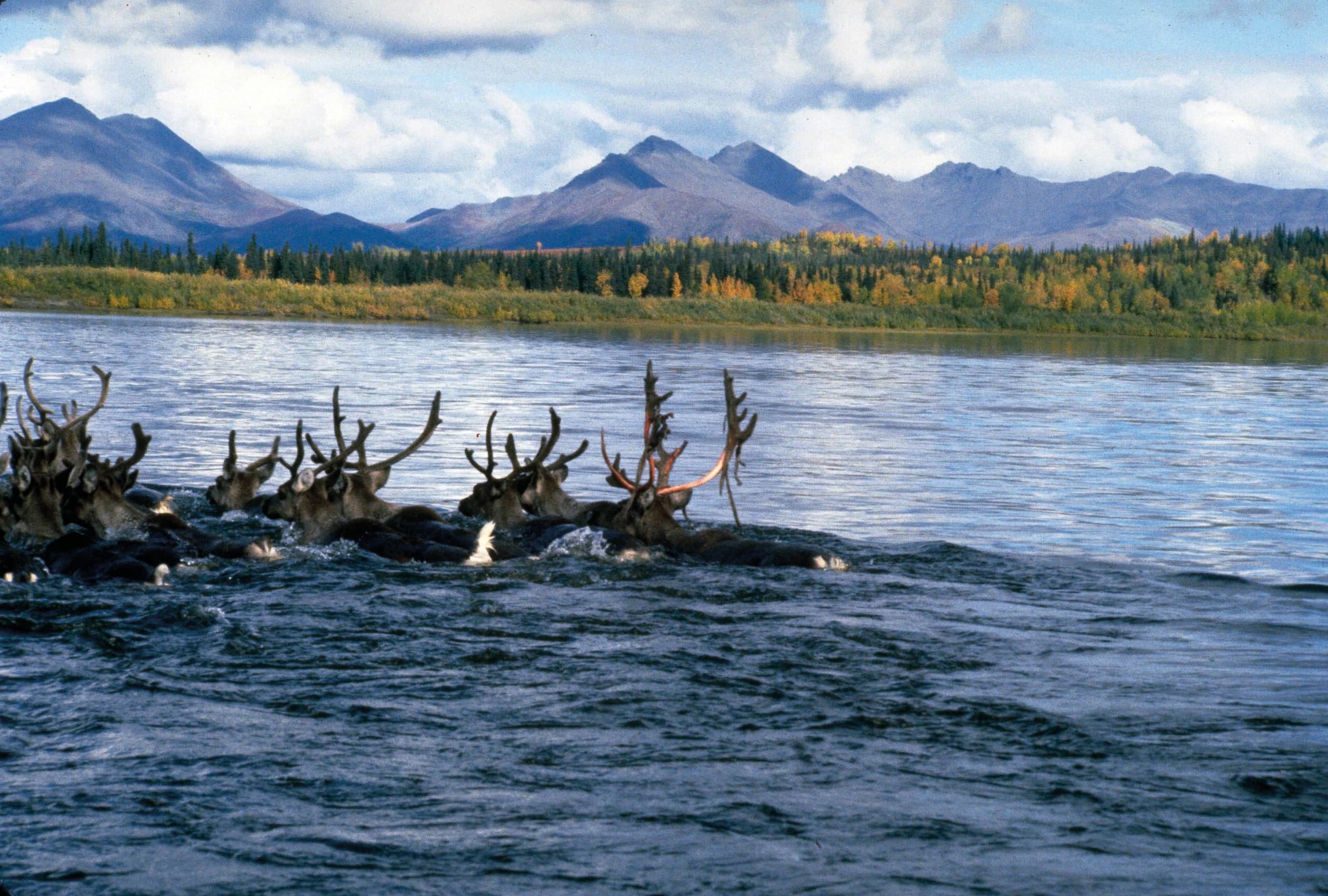A group of caribou swimming across the river