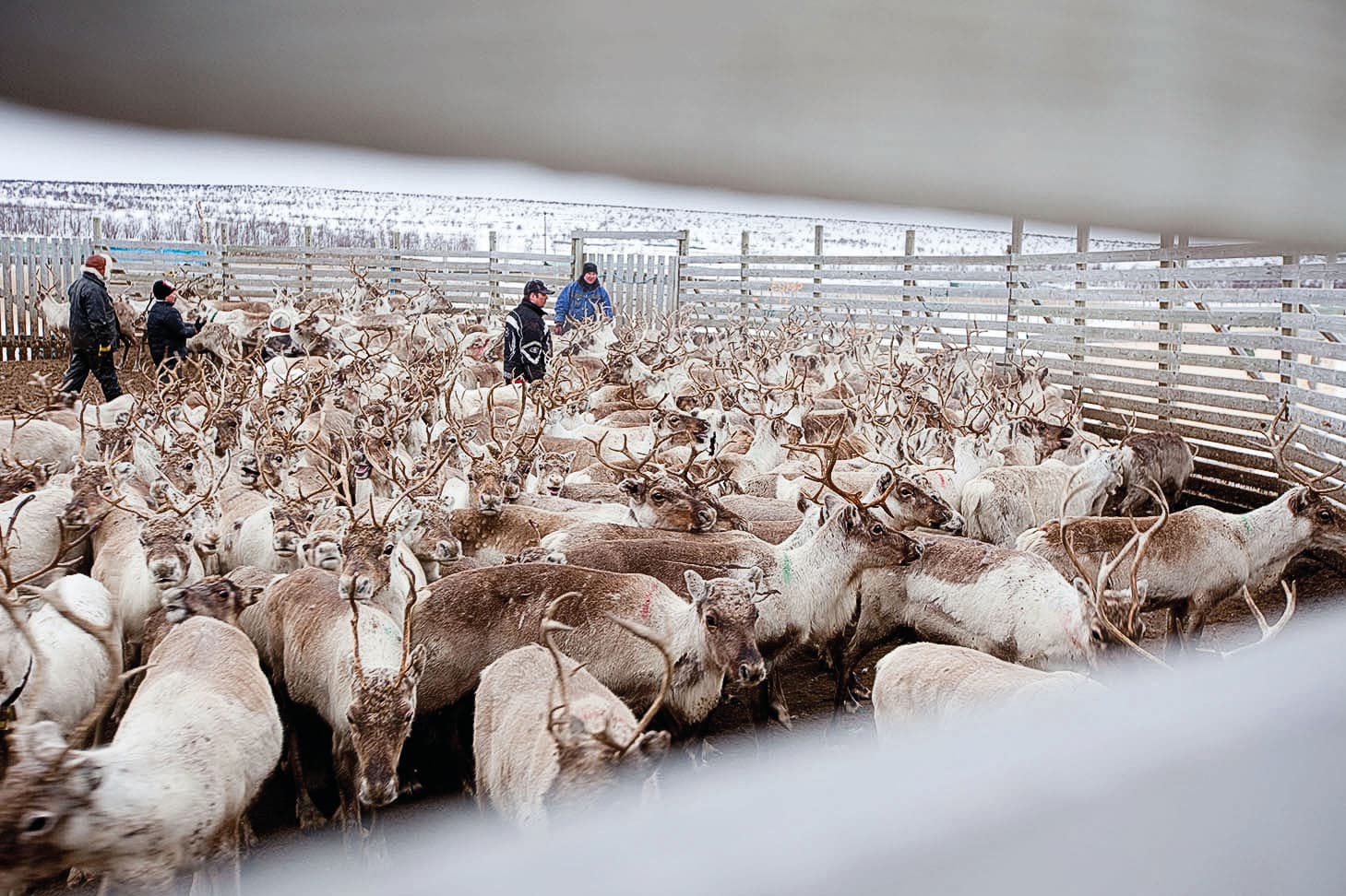 Several Sámi reindeer herders, standing among a large number of reindeer in a corral